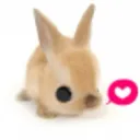bunni love /xbleed