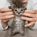 Aalloo dancing