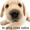 gg/luar