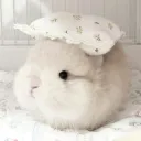 Bunny1