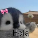 HOLA