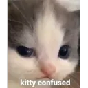 vietconfusedcat