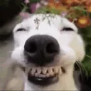dog smile