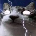 electric cat
