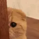 sneaky cat