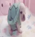 turtle dog