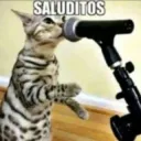 Saluditos