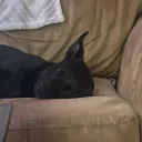 not listening 