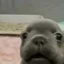 dp_can