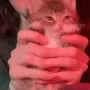 dance__meowy
