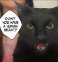 Don't You Have A Cat Heart?