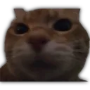 Cat Glare