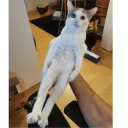 chatchicken