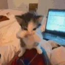 Scuba cat