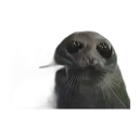 Seal Plead TMP /floppaa