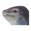 Seal Sideye /floppaa