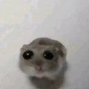 Hamster trop chou