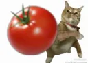 Toma tomate