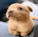 Ham?