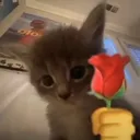 cat rose 