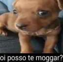Pode moga?