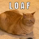 CatLoaf