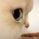 CatSideeye 