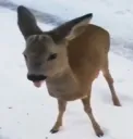 stupid deer