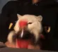 Kitty shake