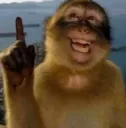 monkey
