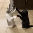 Kyra pookie fight 