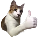 thumbupcat