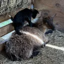 Marina's goats