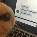 henlorabbit