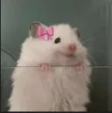 Cutie