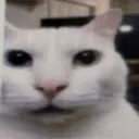 Gato