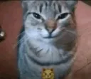 CAT SMIRK