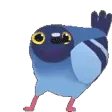 pigeondance