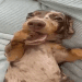 Doggy