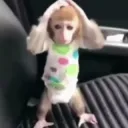 اخو فارتولو