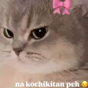 Chi peh