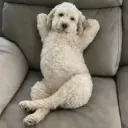 chilldog