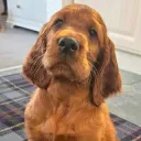 saddog