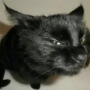 cat sus
