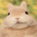 smirk bunny mochis