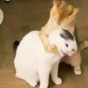fight
