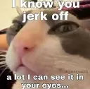 jorkcat
