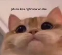 gibkiss