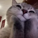 adorecat