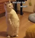 wtfcat